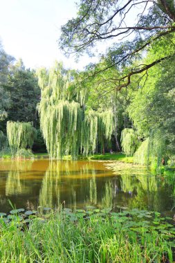 Güneşli yaz gününde göl ve sarmaşık manzarası