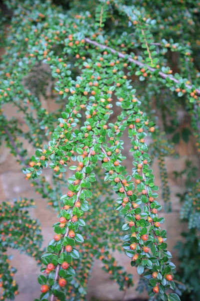 Zblízka Pohled Cotoneaster Nanshan Vilm — Stock fotografie