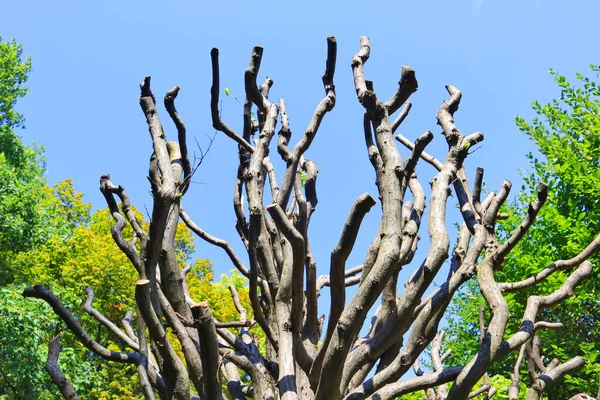 Baum Mit Abgeschnittenen Ästen Gegen Den Blauen Himmel — Stockfoto