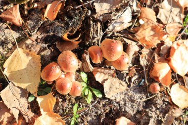 Sahte bal peteği kırmızısının yakın görüntüsü