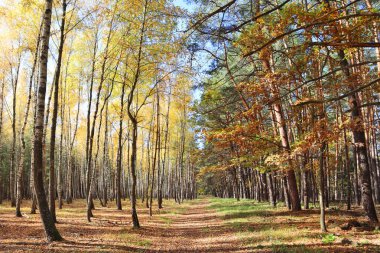 Ukrayna 'nın Chernihiv bölgesindeki Nature Park 
