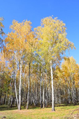 Birch Grove sonbahar ormanında güneşli bir günde Çernihiv bölgesindeki Nature Park 