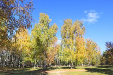 Birch Grove sonbahar ormanında güneşli bir günde Çernihiv bölgesindeki Nature Park 