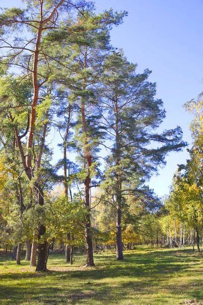 Bosque Otoño Día Soleado Parque Natural Beremitskoye Región Chernihiv Ucrania — Foto de Stock