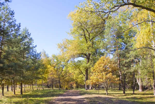 Foresta Autunnale Giornata Sole Nel Parco Naturale Beremitskoye Nella Regione — Foto Stock