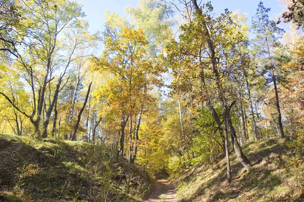 Bosque Otoño Día Soleado Parque Natural Beremitskoye Región Chernihiv Ucrania — Foto de Stock