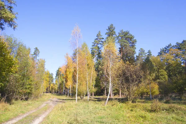 Foresta Autunnale Giornata Sole Nel Parco Naturale Beremitskoye Nella Regione — Foto Stock
