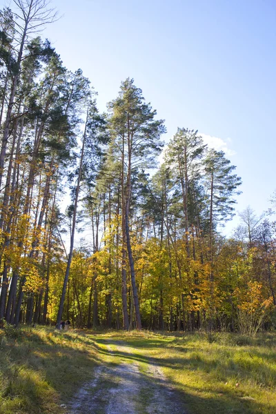 Ukrayna Nın Chernihiv Bölgesindeki Nature Park Beremitskoye Sonbahar Ormanı Güneşli — Stok fotoğraf
