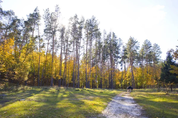 Ukrayna Nın Chernihiv Bölgesindeki Nature Park Beremitskoye Sonbahar Ormanı Güneşli — Stok fotoğraf