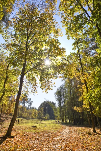 Ukrayna Nın Chernihiv Bölgesindeki Nature Park Beremitskoye Sonbahar Ormanı Güneşli — Stok fotoğraf