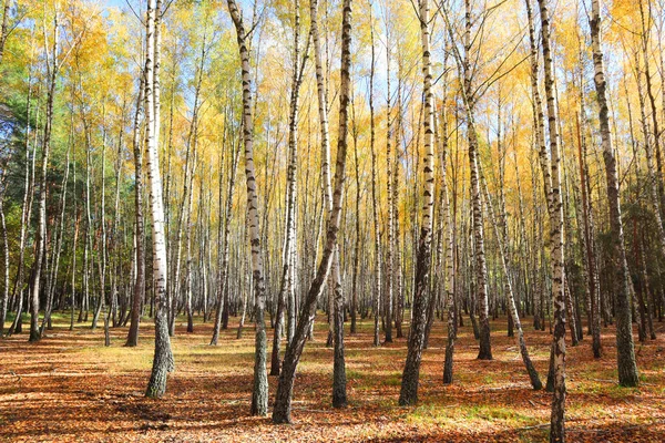 Birch Grove Στο Δάσος Του Φθινοπώρου Στην Ηλιόλουστη Μέρα Στο — Φωτογραφία Αρχείου