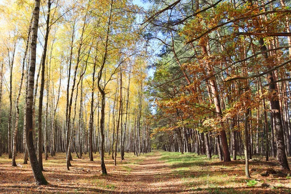 Φθινόπωρο Δάσος Στην Ηλιόλουστη Μέρα Στο Πάρκο Της Φύσης Beremitskoye — Φωτογραφία Αρχείου