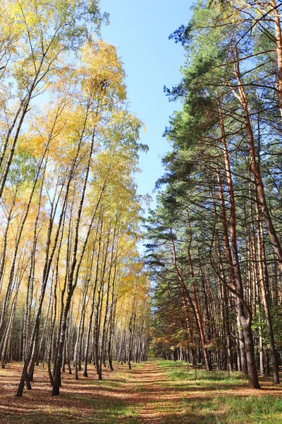 Φθινόπωρο Δάσος Στην Ηλιόλουστη Μέρα Στο Πάρκο Της Φύσης Beremitskoye — Φωτογραφία Αρχείου