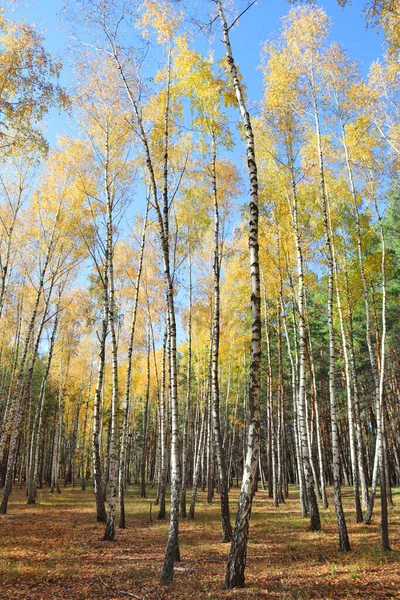 Birch Grove Στο Δάσος Του Φθινοπώρου Στην Ηλιόλουστη Μέρα Στο — Φωτογραφία Αρχείου