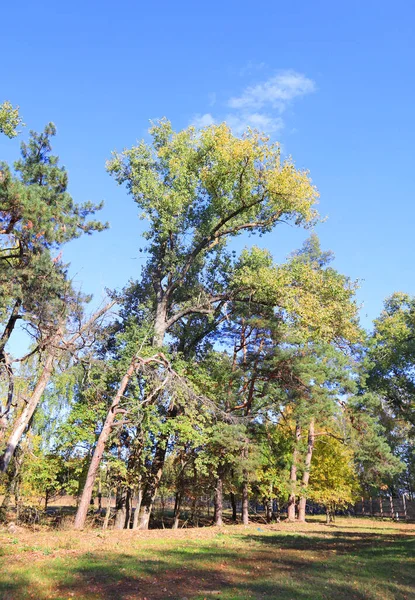 Forêt Automne Dans Journée Ensoleillée Dans Parc Naturel Beremitskoye Dans — Photo