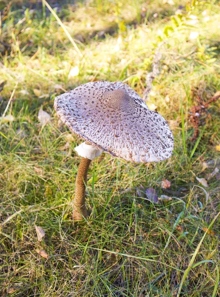 Close View Mushroom Umbrella Motley Macrolepiota Procera — Stock Photo, Image
