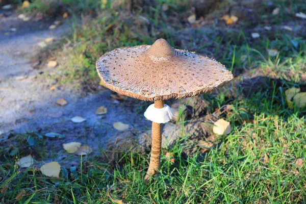 Vista Perto Mushroom Guarda Chuva Motley Procera Macrolepiota — Fotografia de Stock