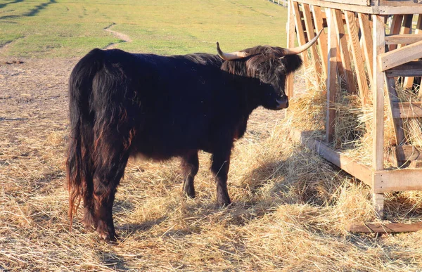 ブラックデクスターの眺め 農場でのアイルランドの小さな牛の品種 — ストック写真