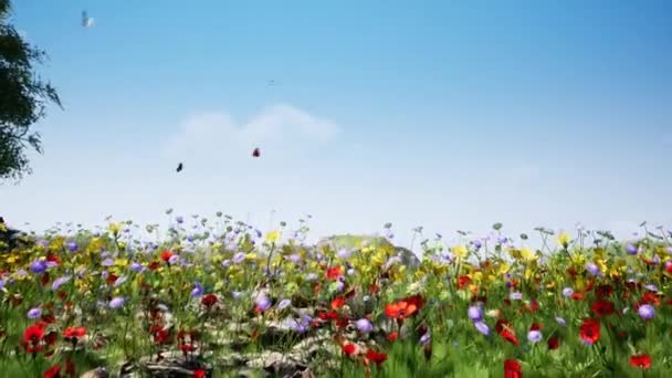 Der Nähe Des Sees Bunte Blumen Und Schmetterlinge Animation Hoher — Stockvideo