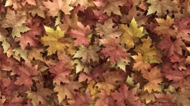 Autumn Leaves Reveal 'da. Autumn Leaves Falling Overlays, bir sonbahar yaprağıdır..