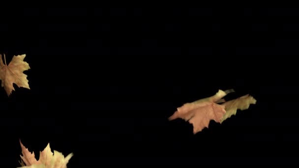 Autumn Leaves Falling Transition Autumn Leaves Falling Overlays Uma Folha — Vídeo de Stock