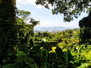 Şehir ve adaların ormanlarından görünüm