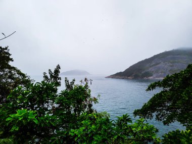 Sahildeki cennet ağaçları