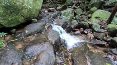  Brezilya 'nın güzel ormanlarında şaşırtıcı soğuk dere