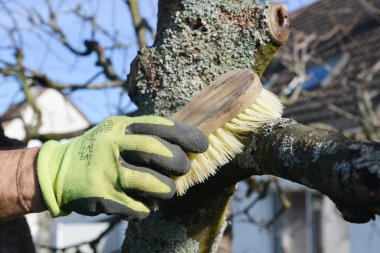 Eldivenli bir adamın eli, kışın bir ağacın dalındaki zambakları fırçayla temizliyor.