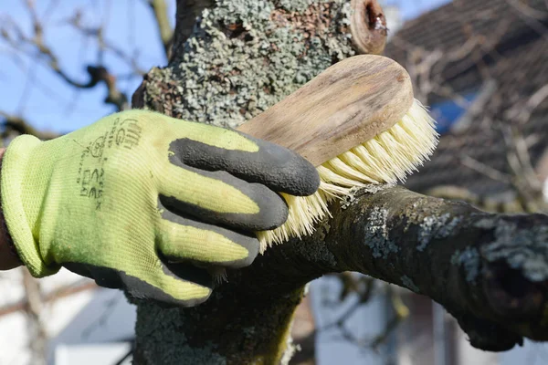 Gloved hand of a man cleaning with a brush the lichens on the bark of the branch of a tree in winter