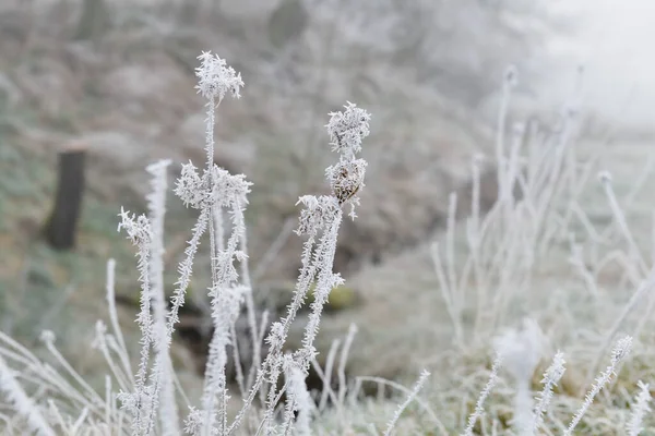 Мороз Откладывается Ветках Растений Туманной Атмосфере Загородного Пейзажа — стоковое фото