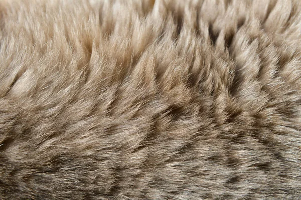 Detalhe Textura Cabelo Gato Cinza Bege Luz Natural — Fotografia de Stock