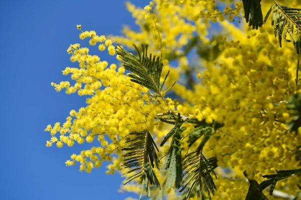 Branch Yellow Mimosa Flowers Blue Sky Background — Stock Photo, Image