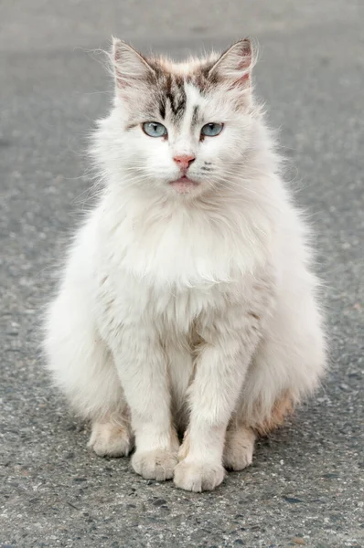 Biały Puszysty Kot Siedzi Ulicy Naturalnym Świetle Dnia — Zdjęcie stockowe
