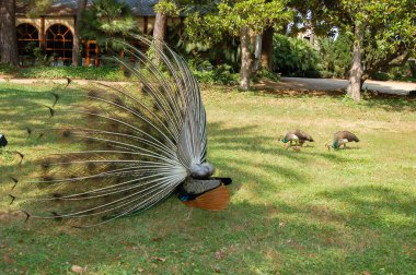 Dişileri ve parktaki küçük tavus kuşlarını koruyan tüylü bir tavus kuşunun arkasında.