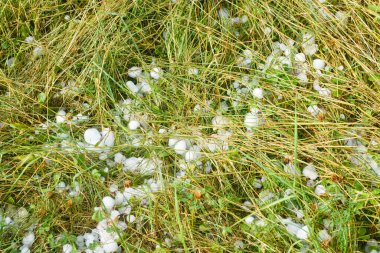 Dolu fırtınası sonrası yerde yatan saman