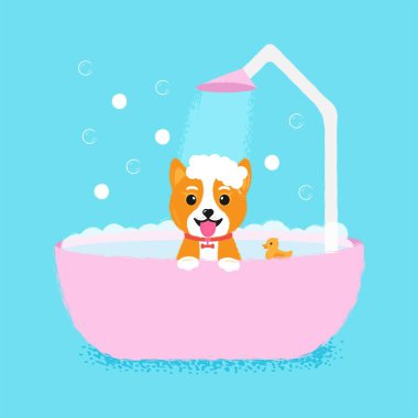Köpek bakımı banyosu, her şey için harika bir tasarım. Güzellik konsepti. Sevimli evcil hayvan. Hayvan yıkama, tımar etme.