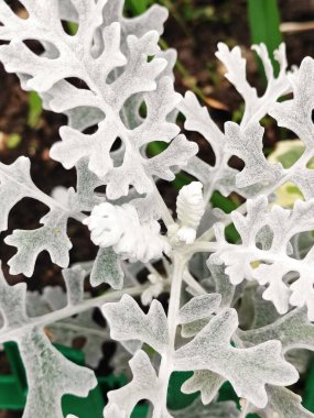 Gümüş renginde ragwort Senecio Cineraria beyaz yapraklı bitki