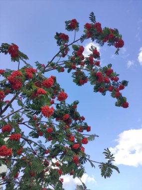 Mavi gökyüzünde kırmızı rowanberry dalları ve bulutlar tam görünüm