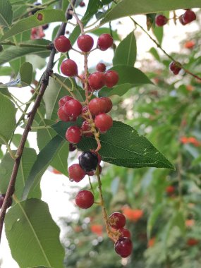 Olgunlaşmamış kiraz ağaçları yağmurdan sonra su damlalarıyla birlikte.