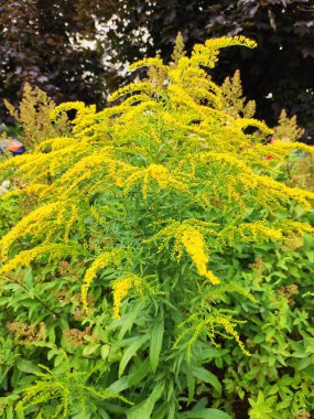 Arazide bir sürü sarı çiçek tomurcuklanıyor.