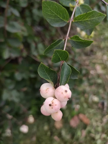 Branch Pink Snowberry Cloudy Weather — Stock Photo, Image