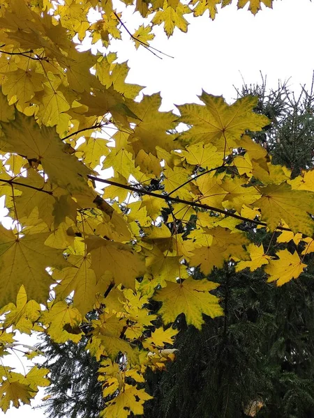 淡黄的秋天分枝 枫叶丛生 — 图库照片