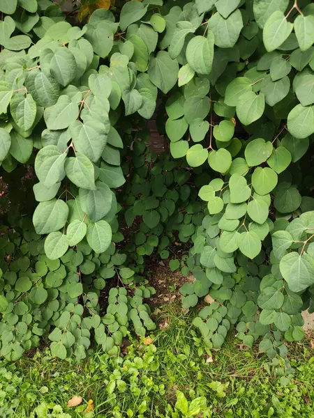 Katsura Baum Grün Blätter Schweres Laub — Stockfoto
