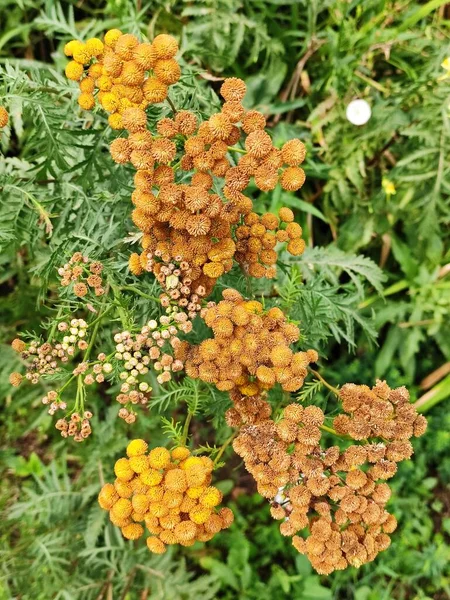 Marchitas Flores Marrones Crisantemo Vulgare Tansy —  Fotos de Stock