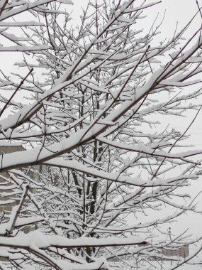 Aralık ayında kış manzarası karla kaplı ağaç dallarını kapatır