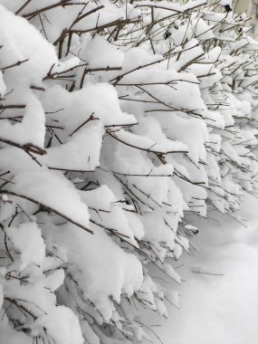 Aralık ayında kış manzarası karla kaplı çalıların dallarını kapatır