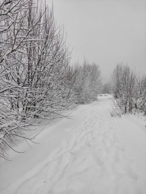 Aralıkta beyaz çalılar ve ağaçlarla kaplı kış manzaralı yol