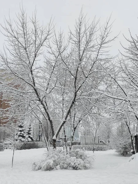 Vinterlandskap Snötäckta Träd Och Buskar December — Stockfoto