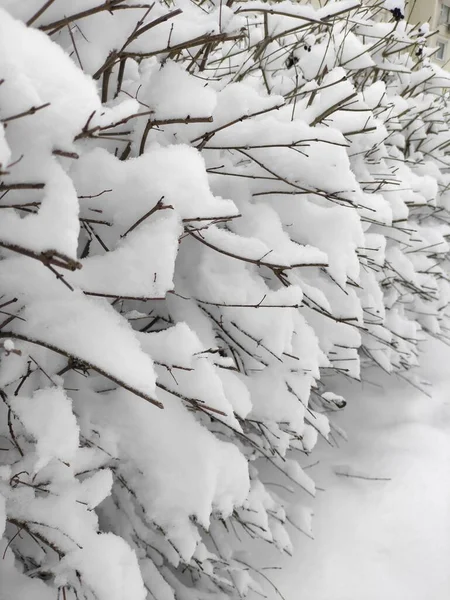 Aralık ayında kış manzarası karla kaplı çalıların dallarını kapatır